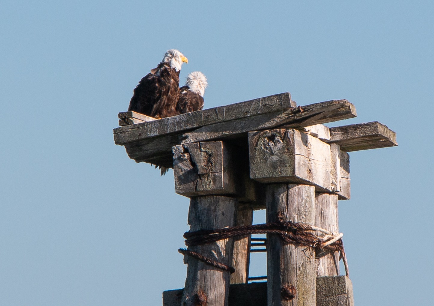 A pair of bald eagles