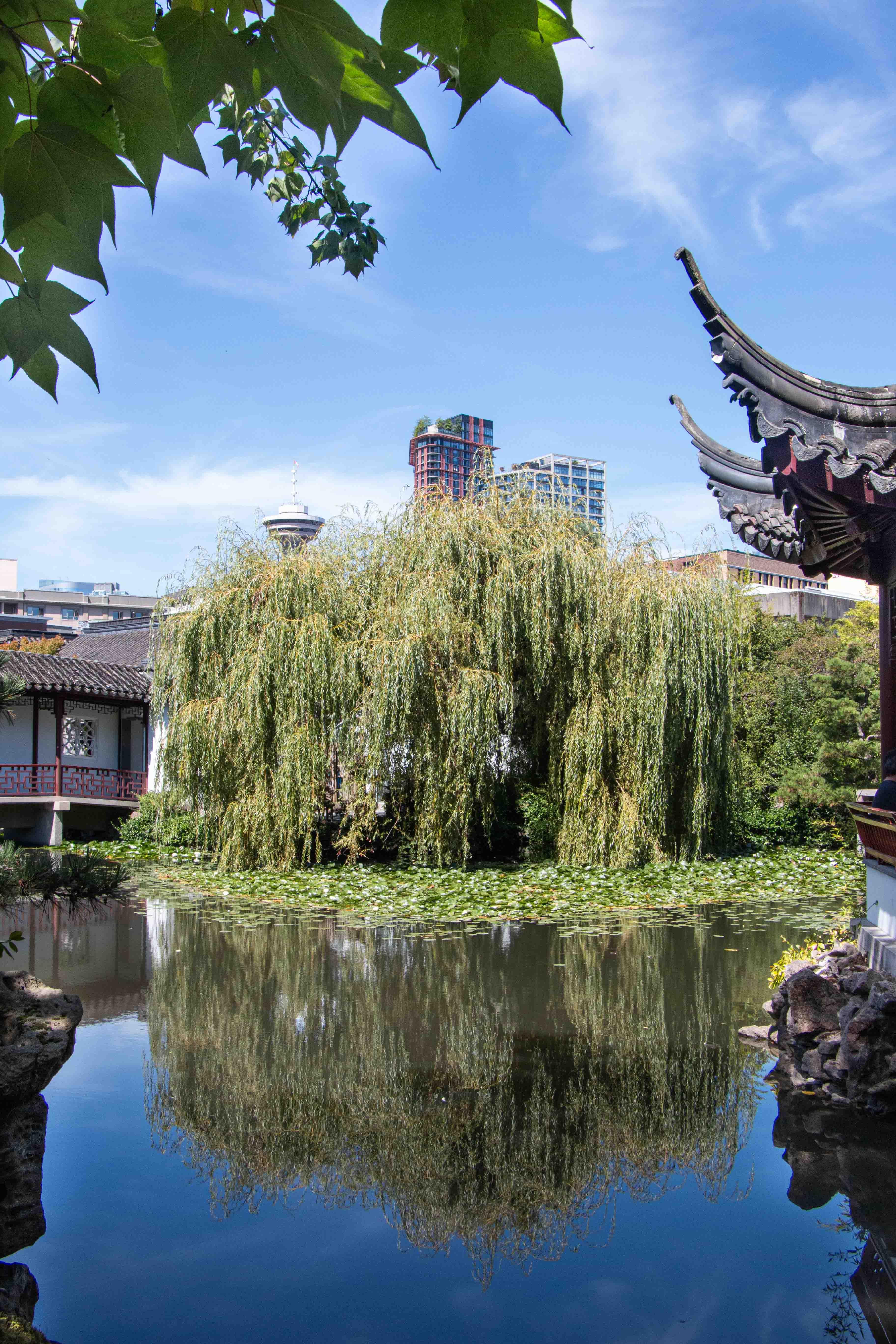 Dr Sun-Yat Sen Park - a weeping willow in an oriental surrounding.