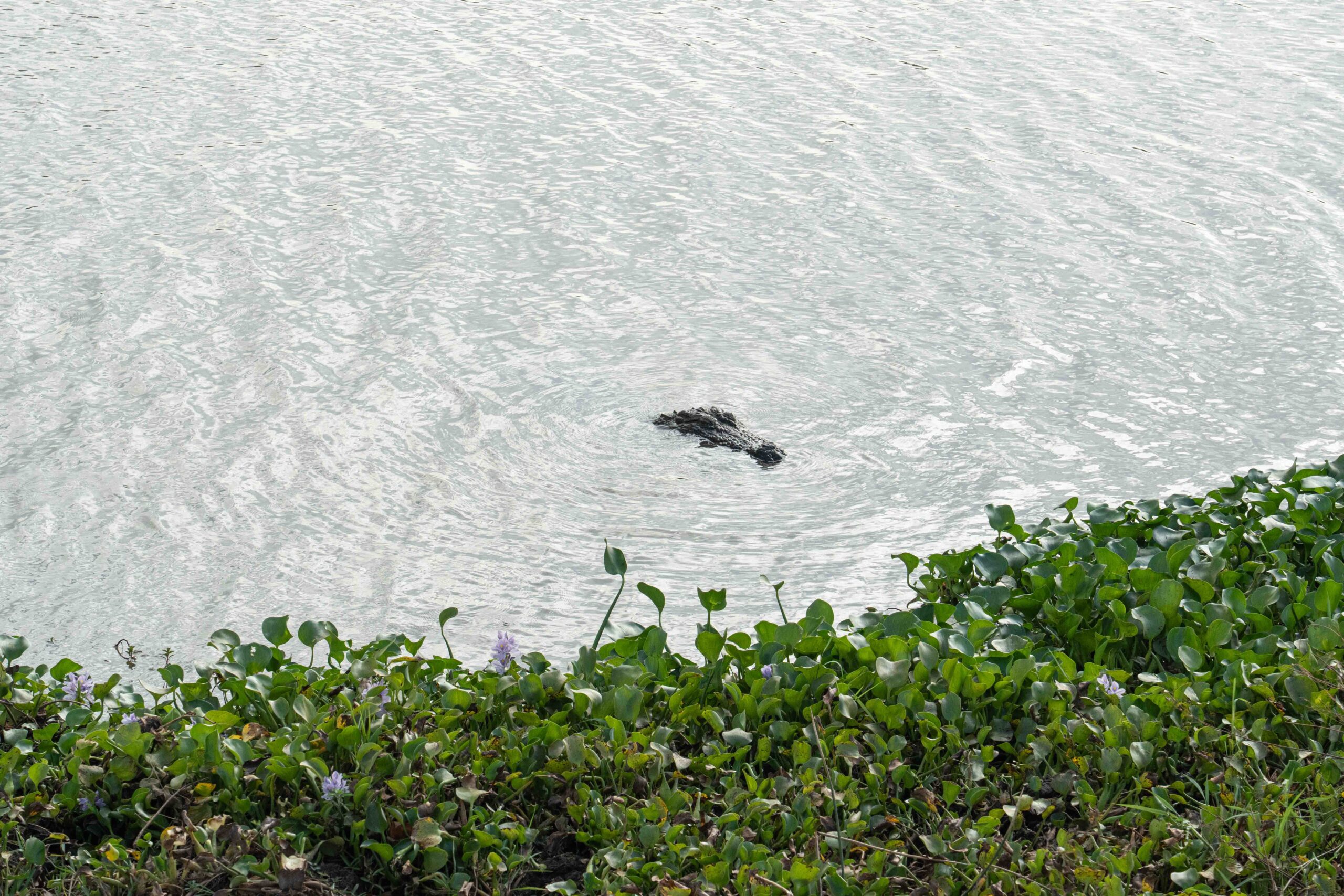 Yala National Park - a crocodile hiding in the water