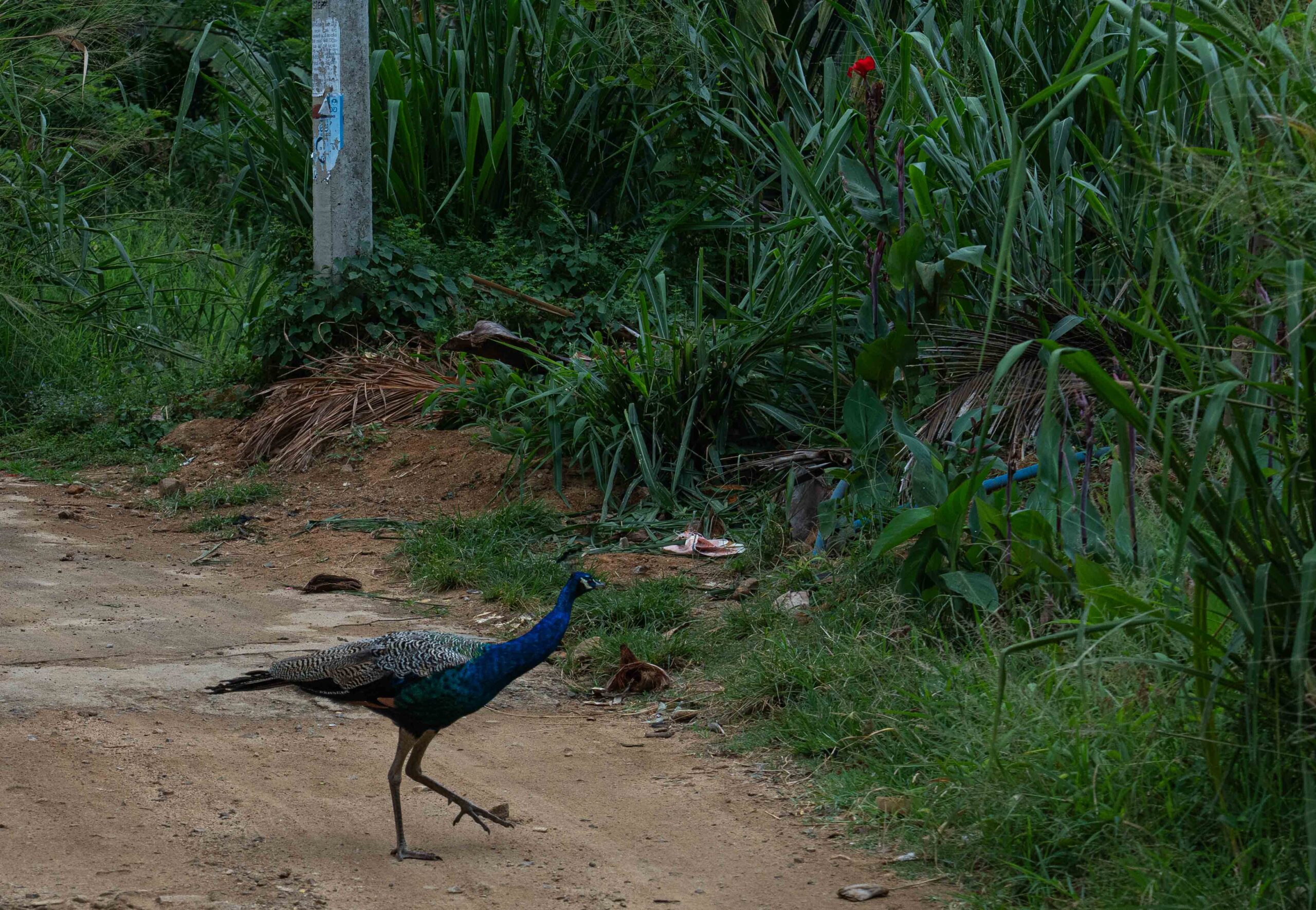 Ella - a wild peacock