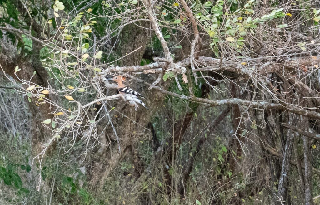 Yala National Park - A hoopoe