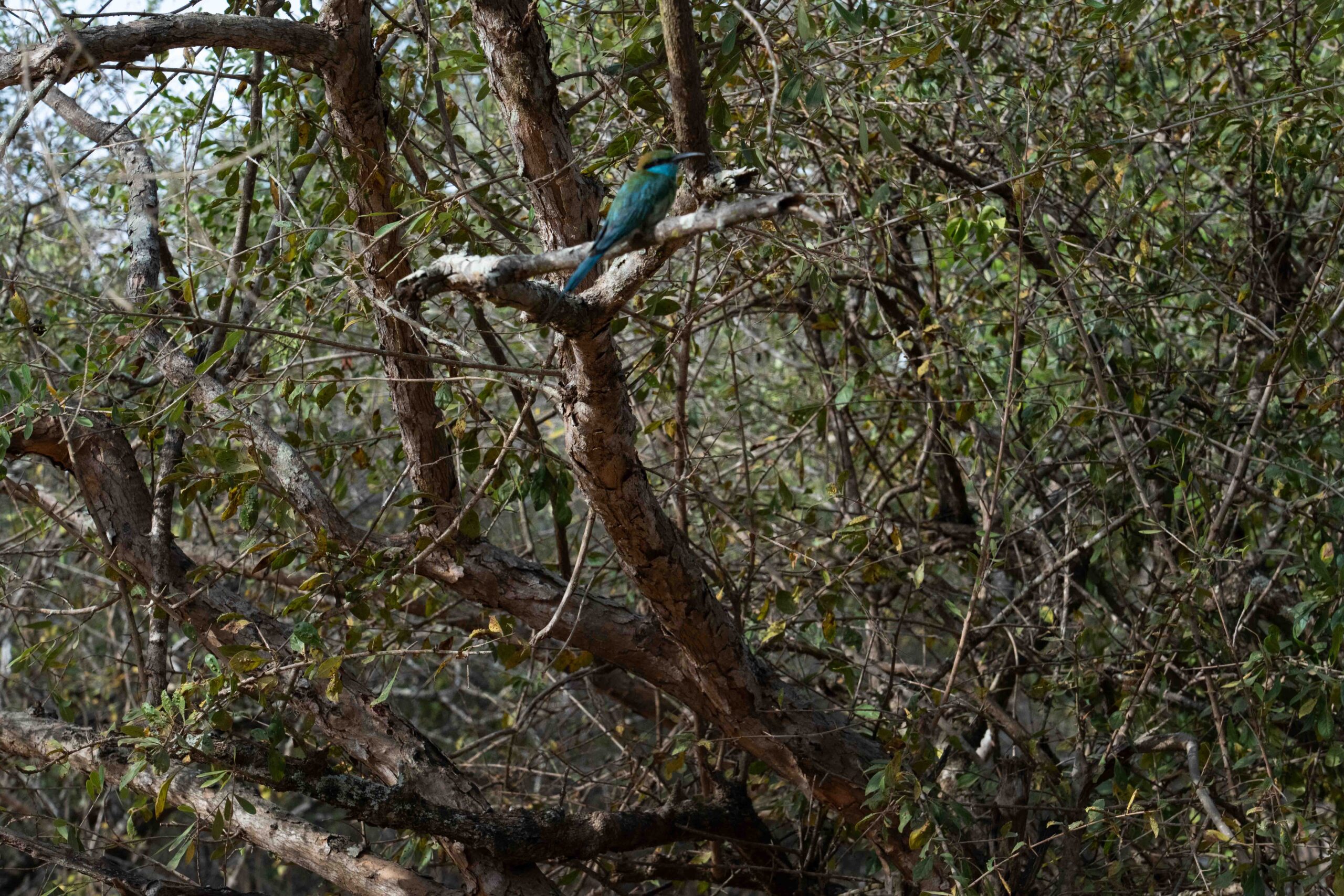 Yala National Park -Asian green bee eater
