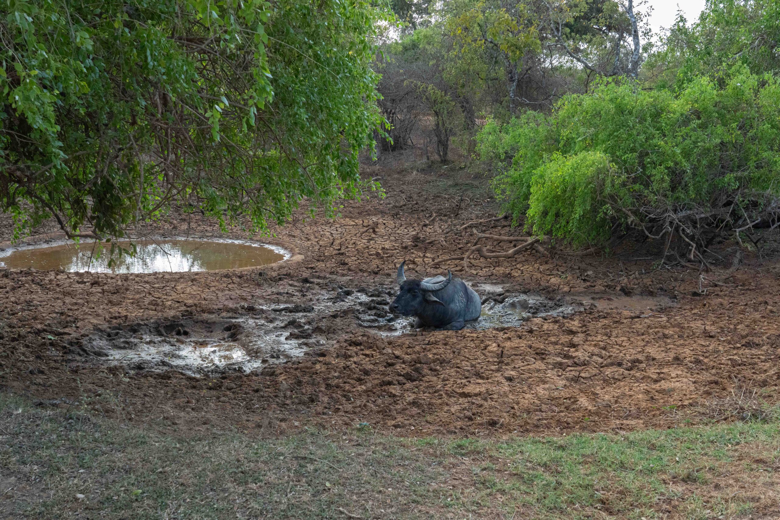 Yala National Park - A buffalo enjoying a mud bath