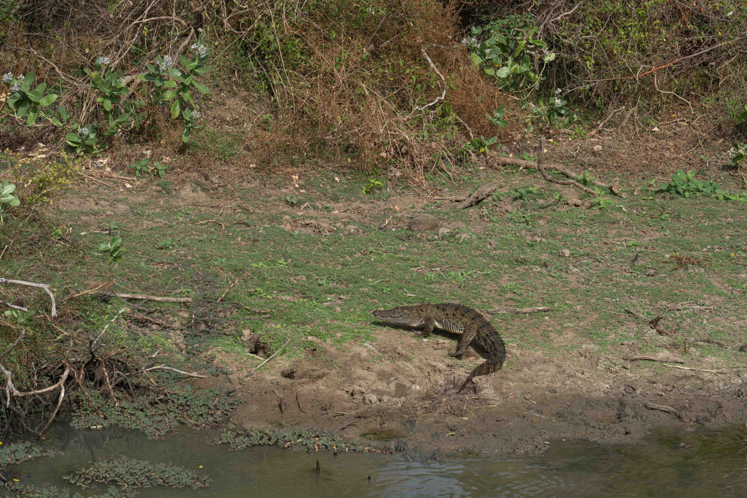 Yala National Park - crocodile