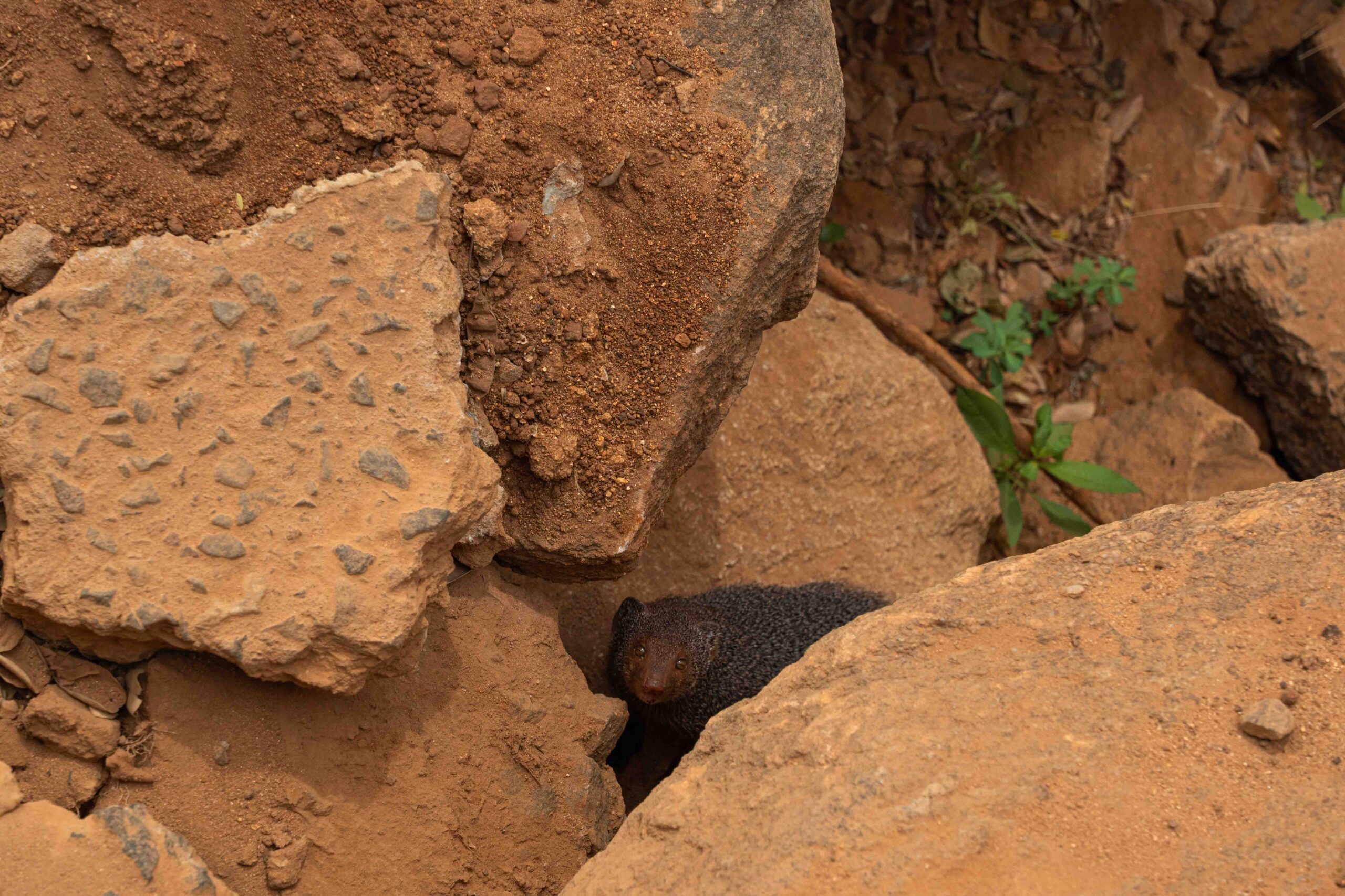 Yala National Park - a mongoose peering up