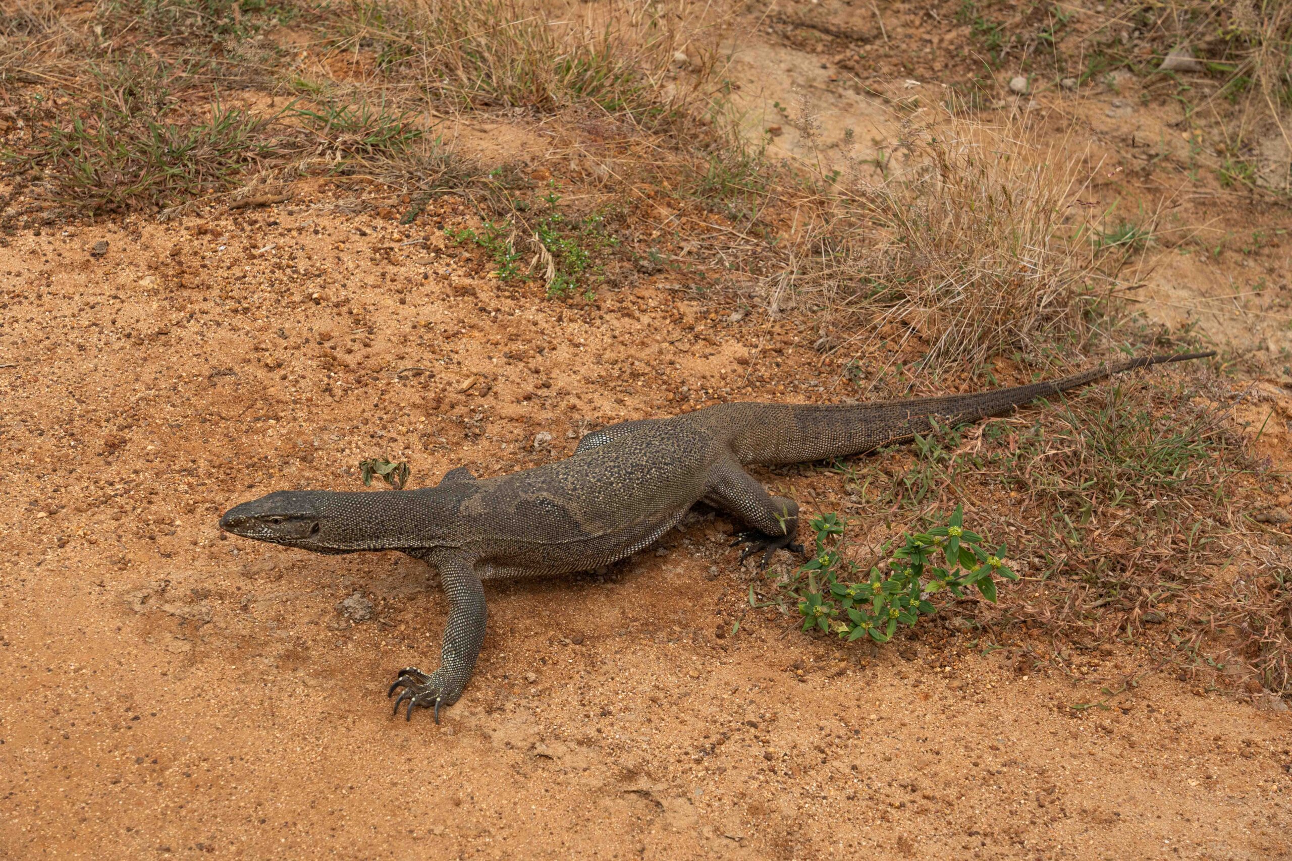 Yala National Park - a monitor lizard