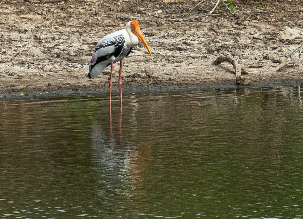 Yala National Park - a painted stork