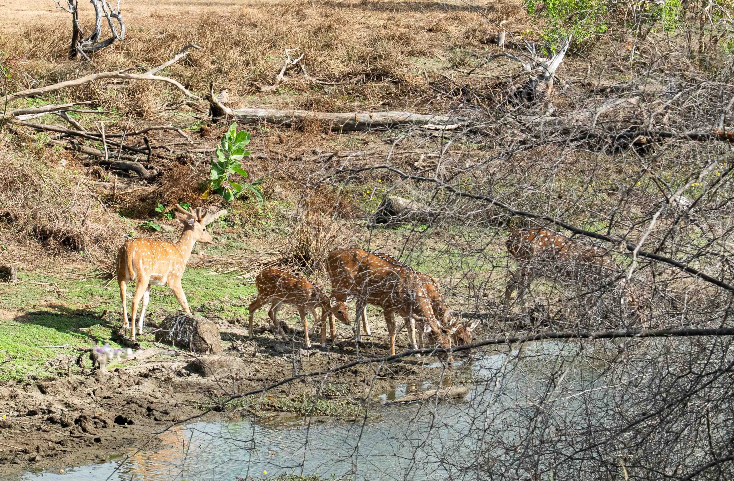 Yala National Park - spotted deer