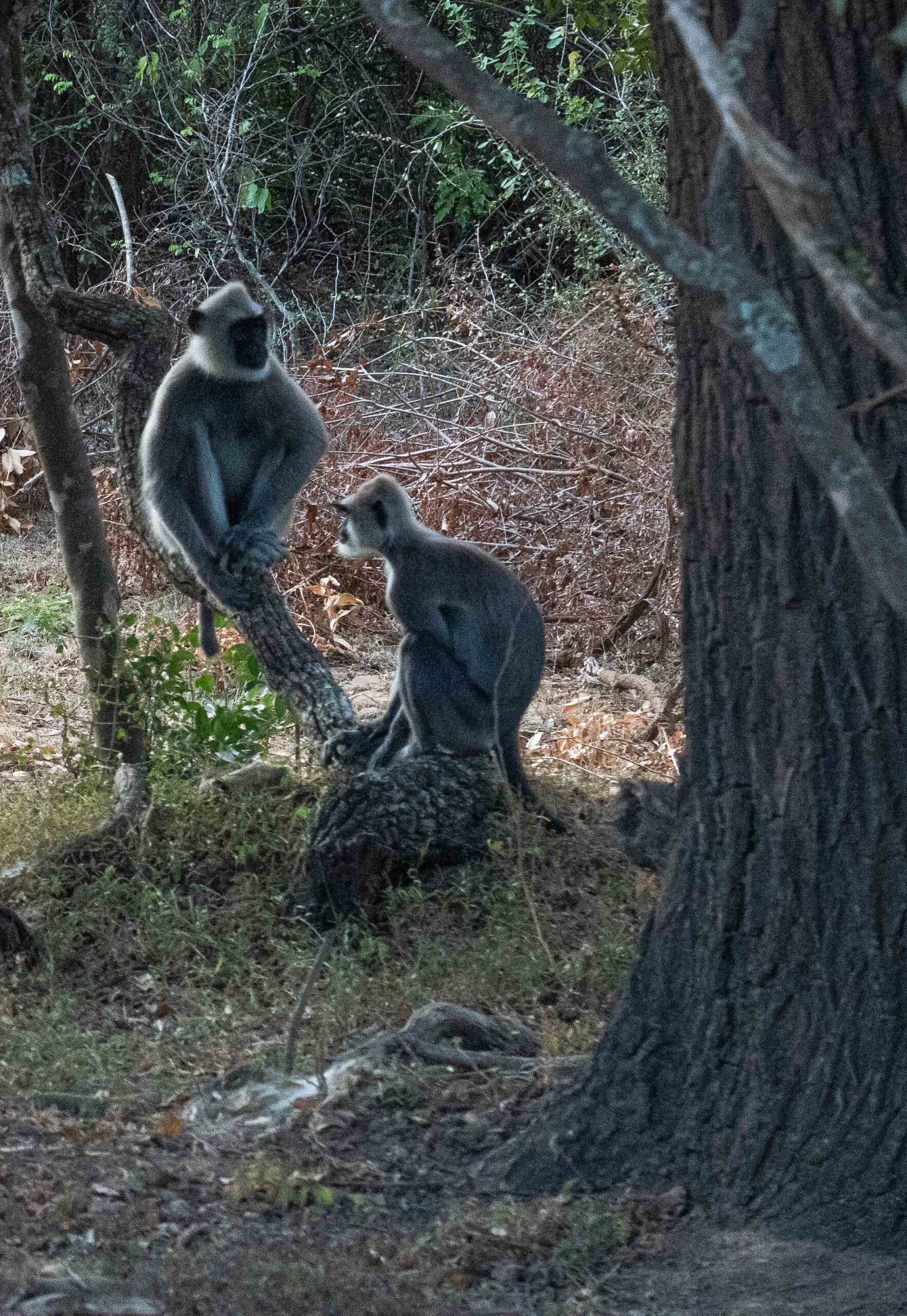 Yala National Park - two grey langurs