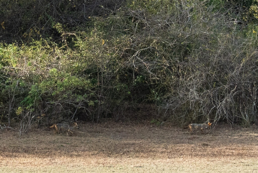Yala National Park - Two jackals in the distance