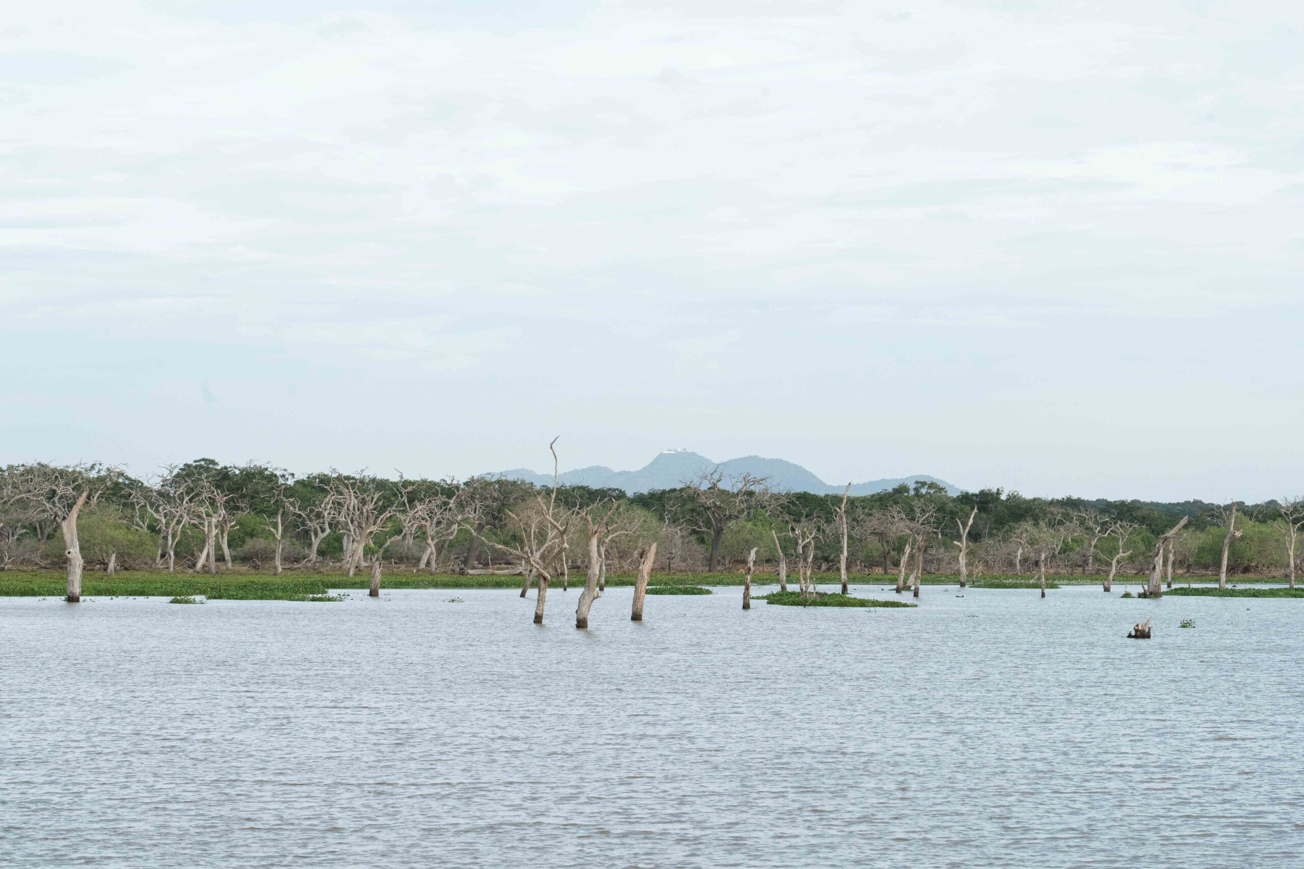 Yala National Park - a watering hole with the hills in the distance