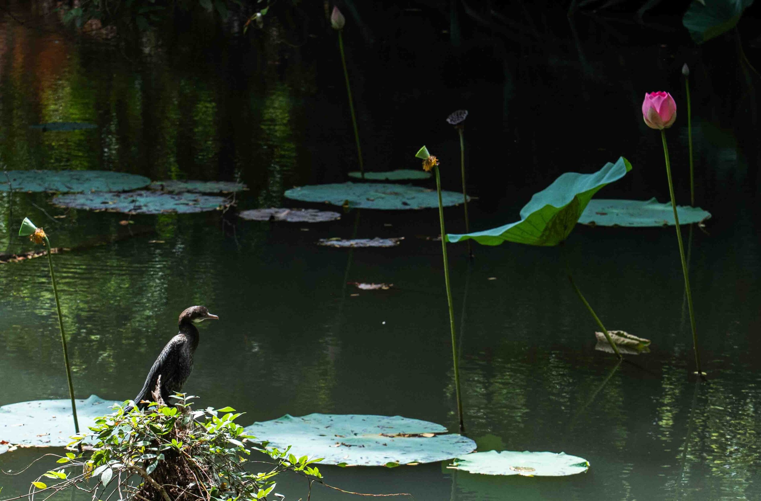 A cormorant on a lie pad - Sigiriya Water Gardens