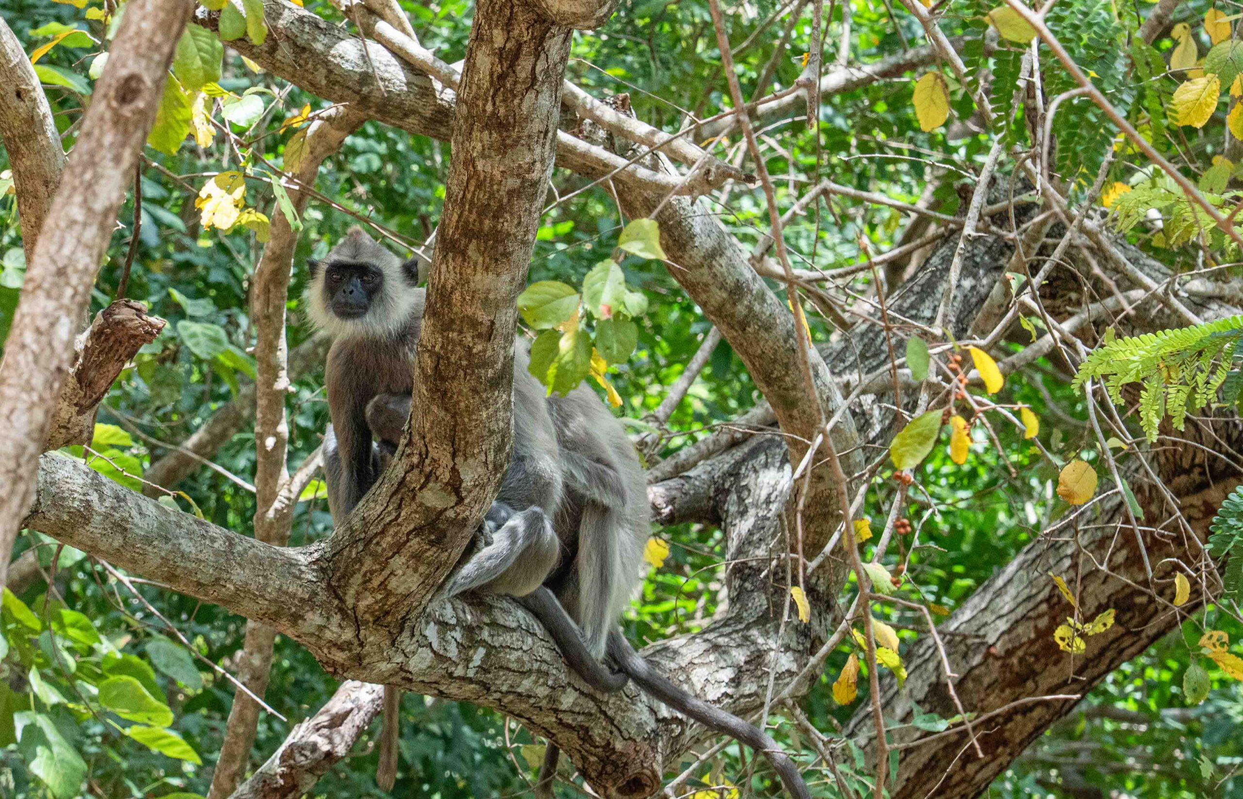 Langur (monkeys) looking out from a tree