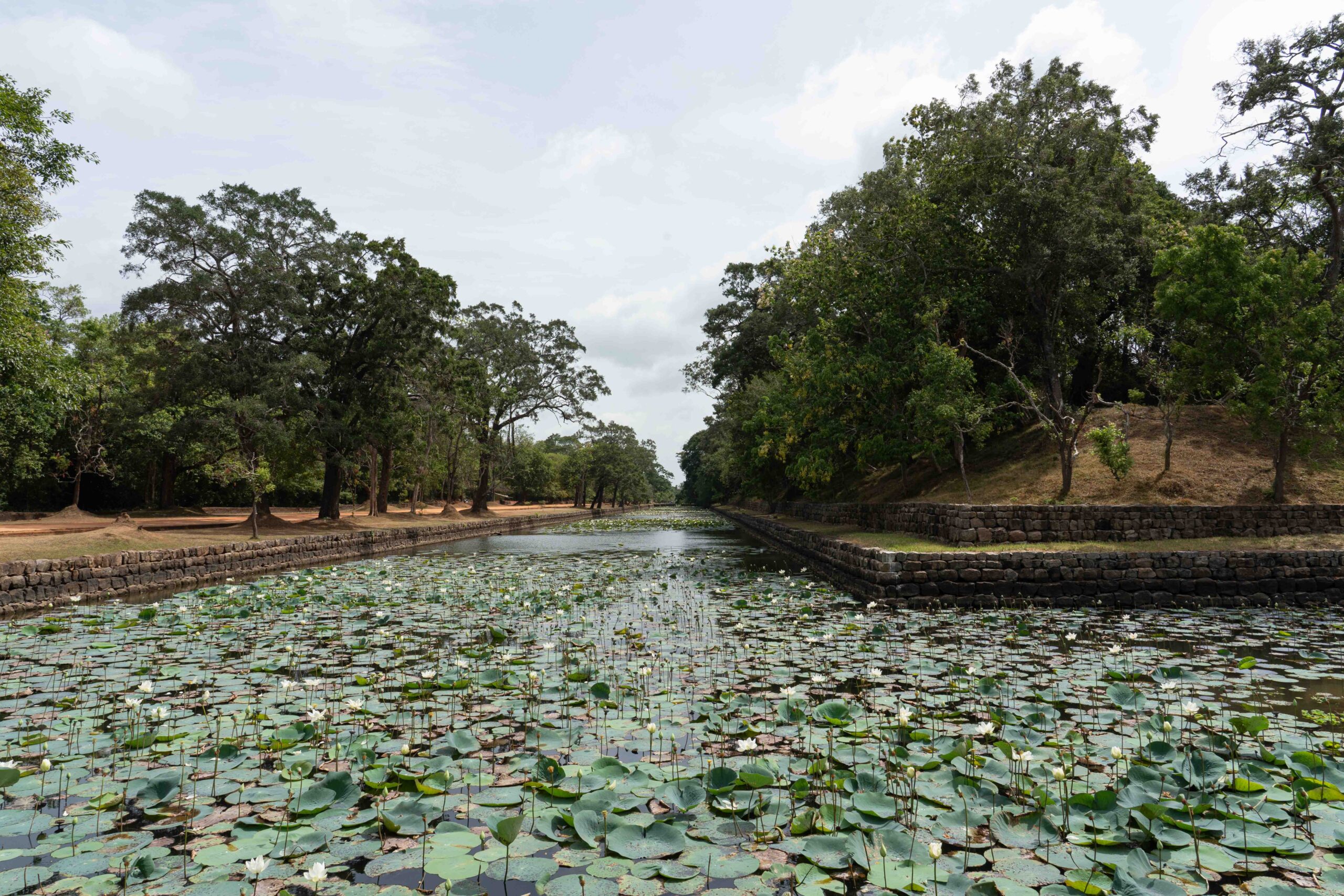 Sigiriya Moat - with lily pads galore