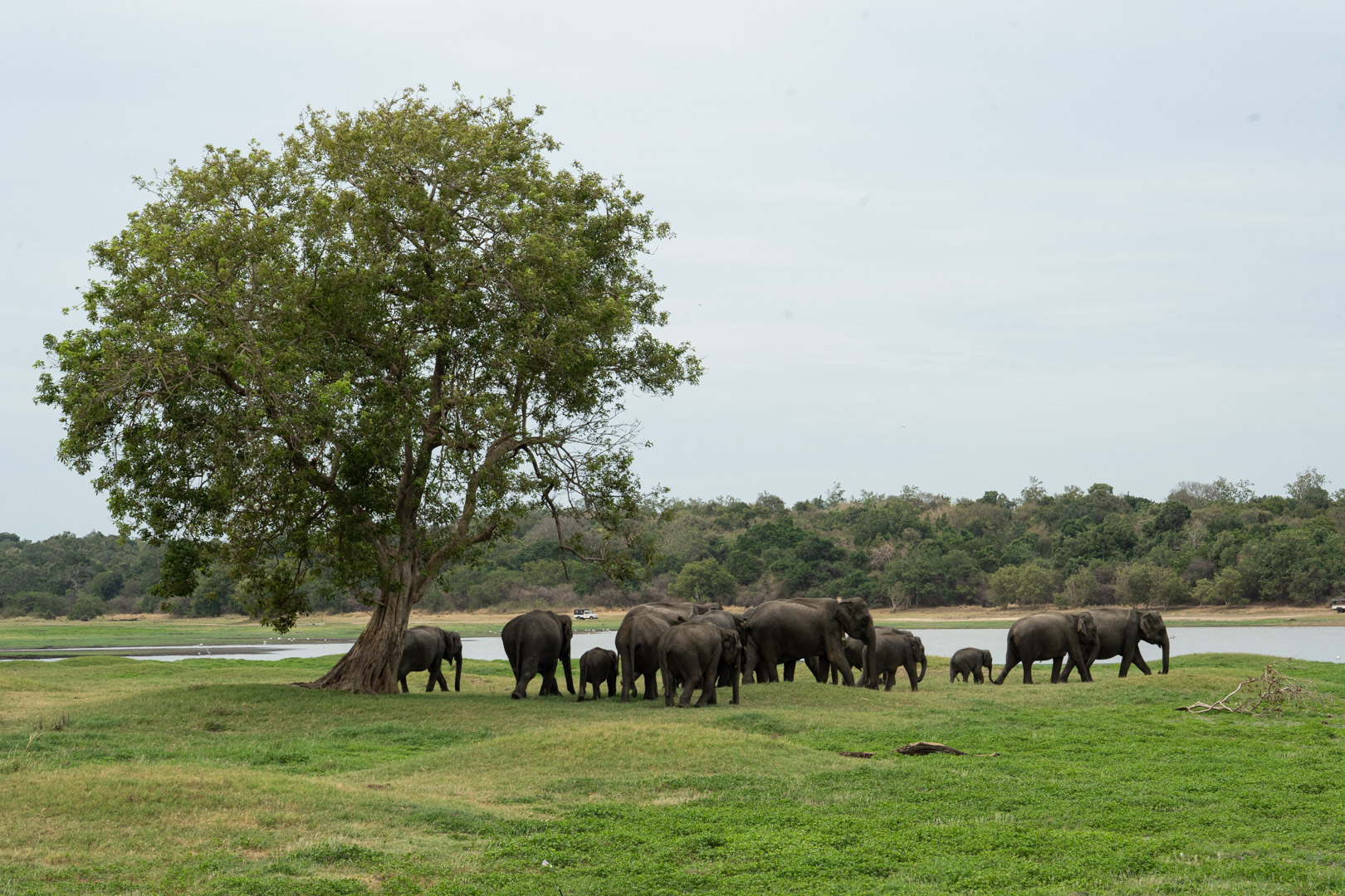 The herd of elephants under a tree beside the reservoir