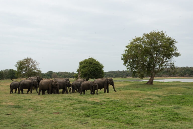 Elephants at Minneriya