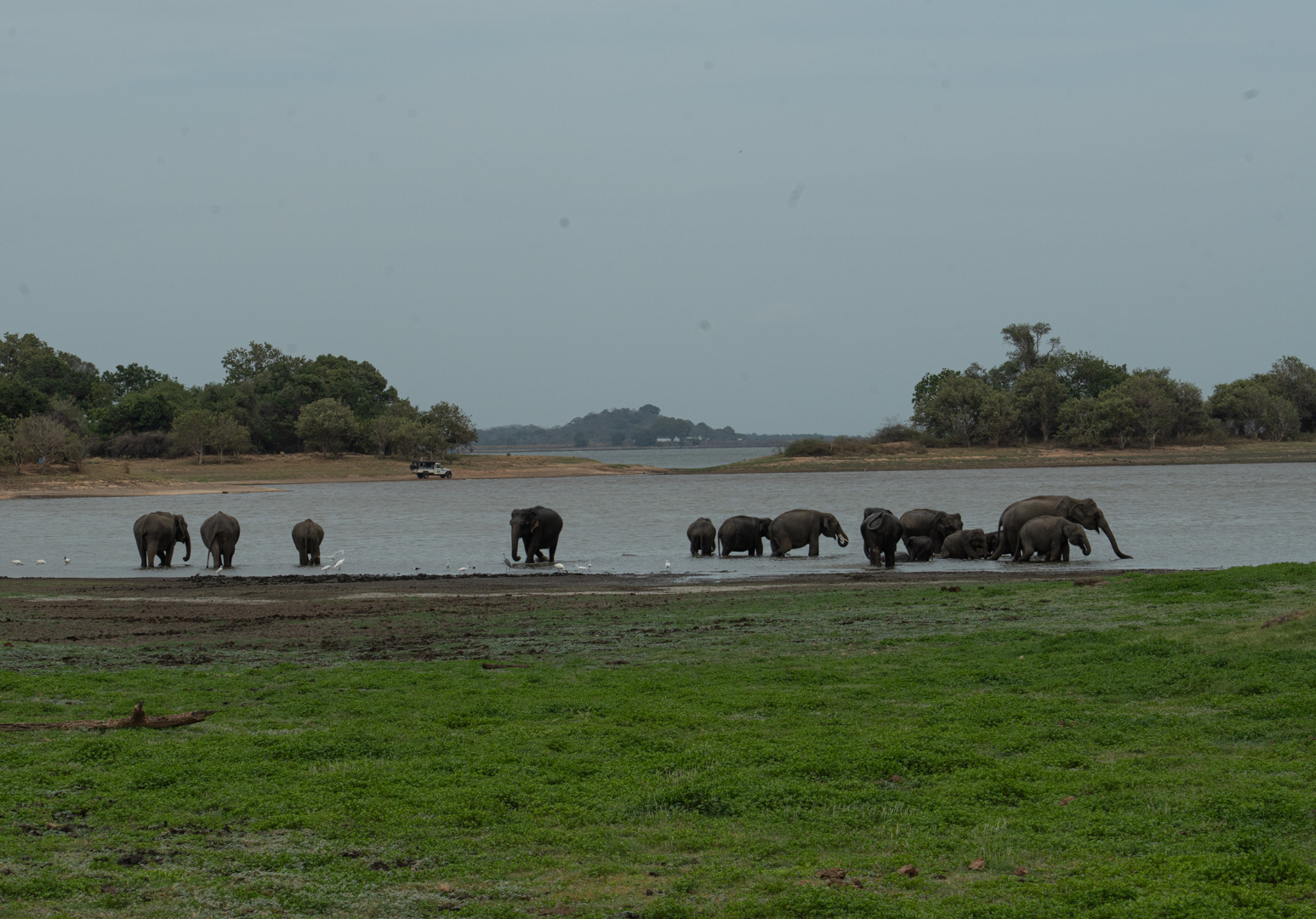The elephants bathing in the water