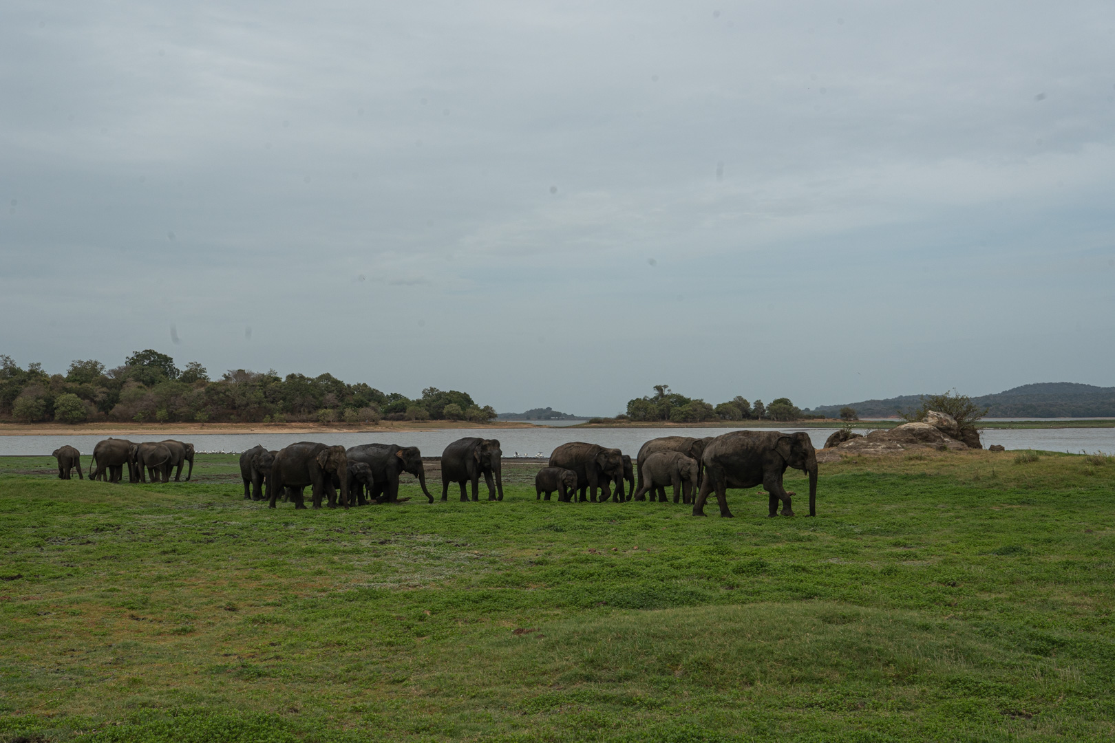 Elephants managing to maintain greater distance from the tourists