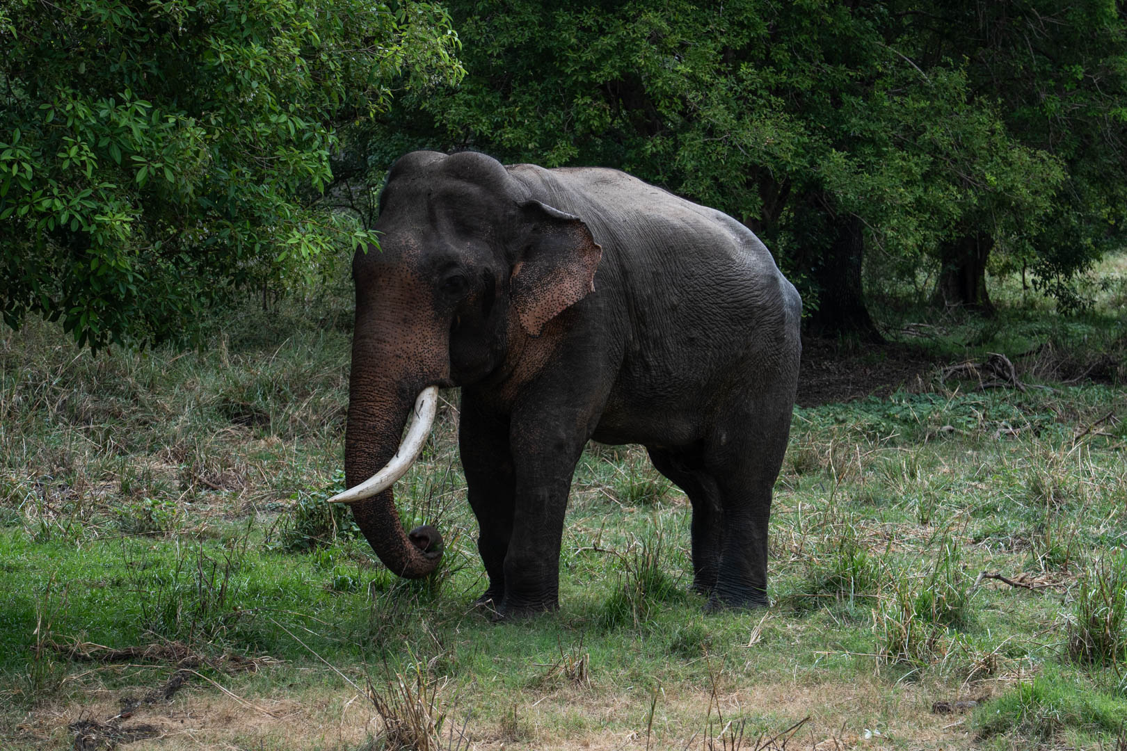 A bull elephant with only one tusk