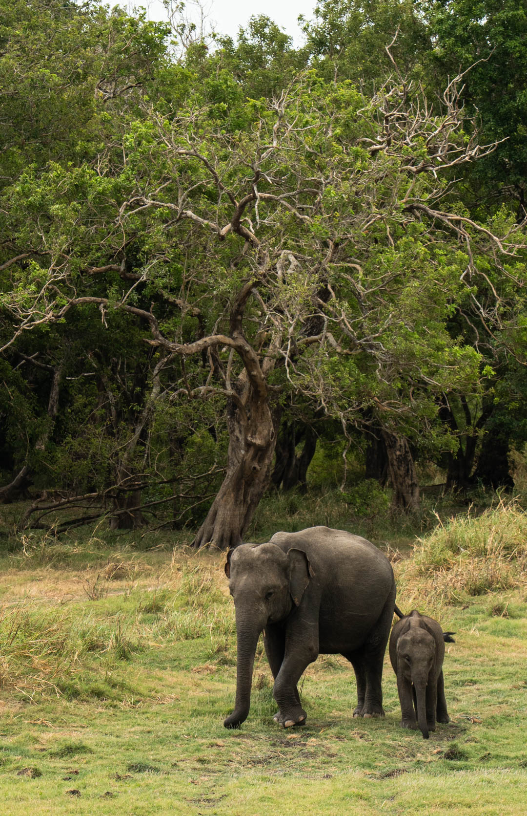 Baby elephant with its mother
