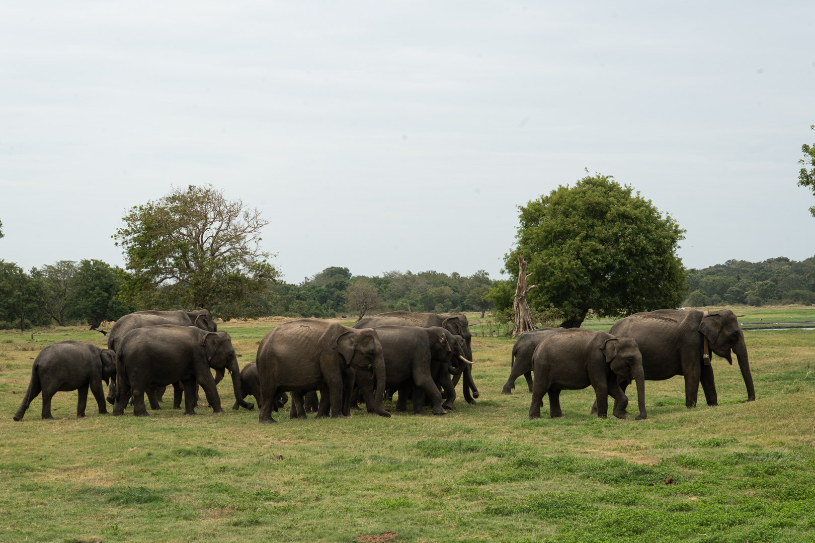 Part of the herd made it past the jeeps