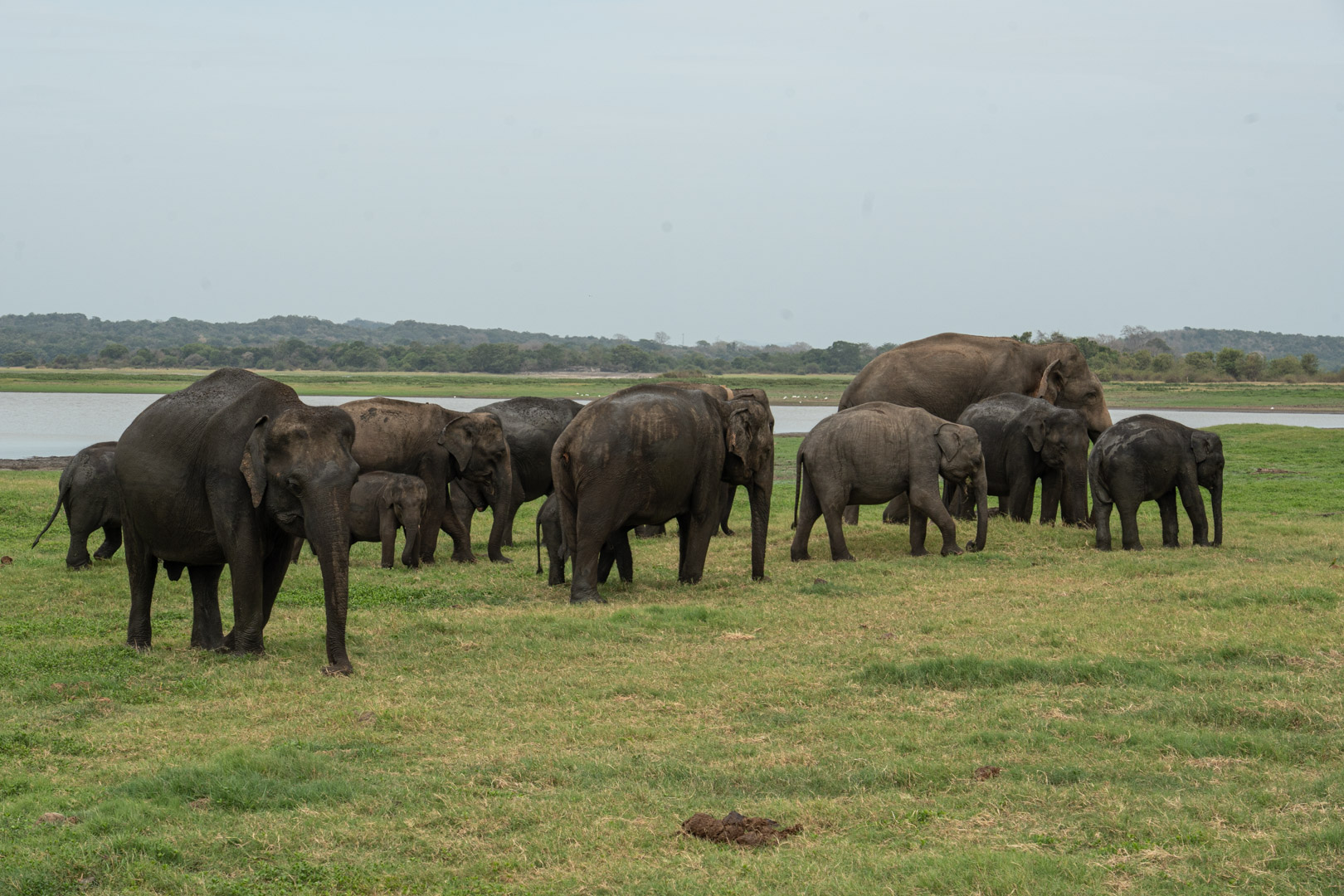 The herd by the reservoir has been joined by the large male